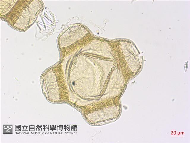黃花月見草藏品圖，第1張