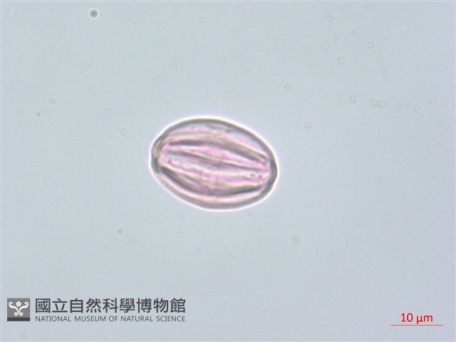 台灣牡丹藤、台灣草牡丹藏品圖，第1張