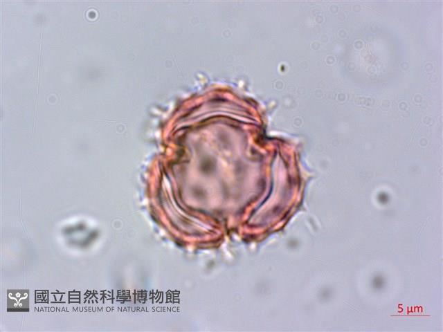 下田菊藏品圖，第2張