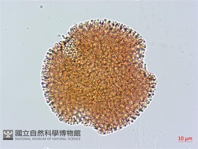 山牻牛兒苗藏品圖，第1張