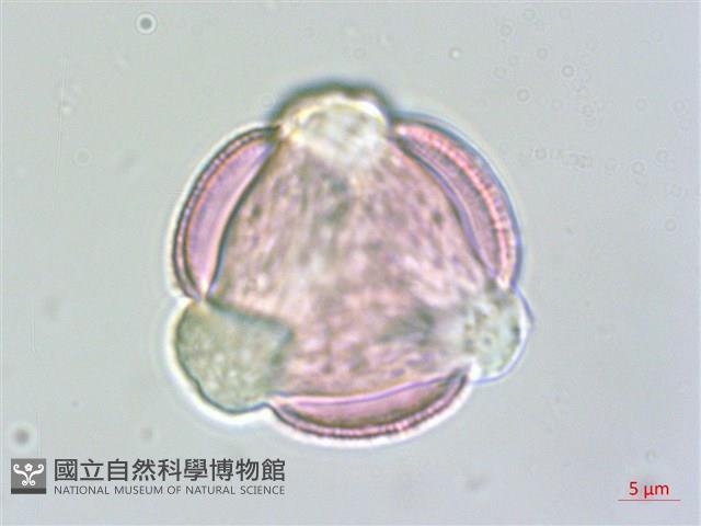 毛地黃藏品圖，第1張