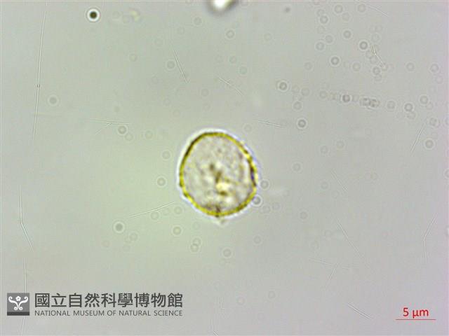 柔毛樓梯草藏品圖，第1張