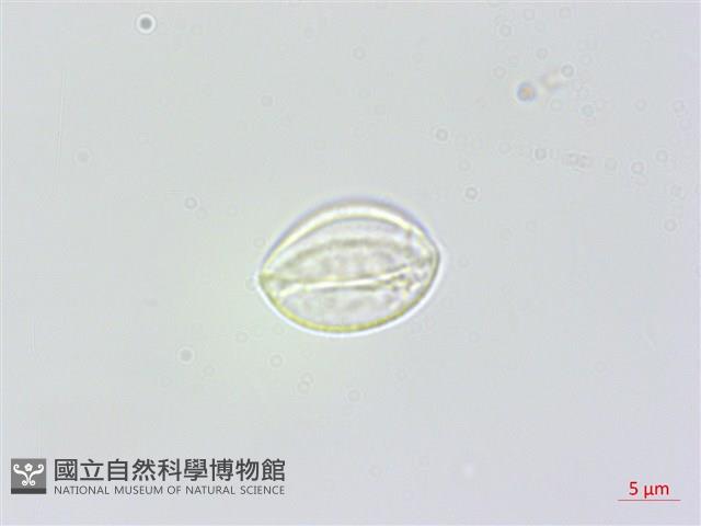 長白苧麻藏品圖，第1張