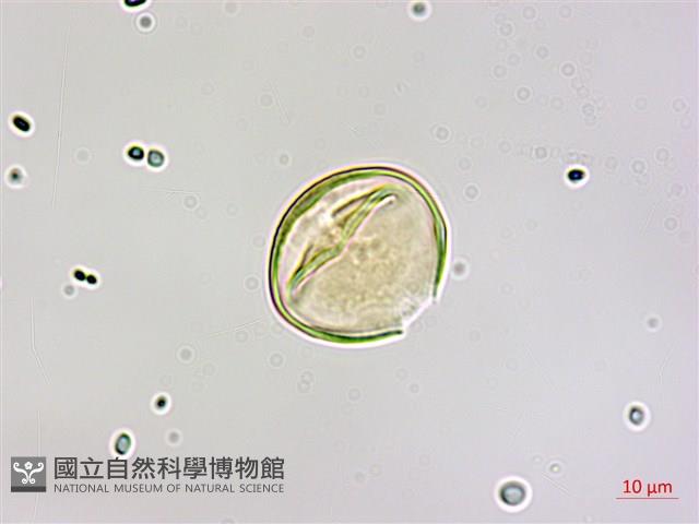 椆櫟柿寄生藏品圖，第1張