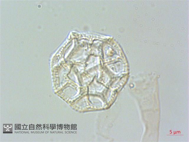 匙葉蓮子草藏品圖，第2張