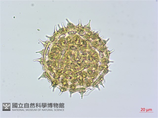 馬鞍藤藏品圖，第1張