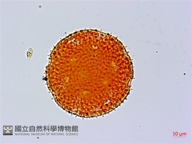 黃細心藏品圖，第1張