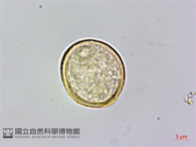 山油麻藏品圖，第1張