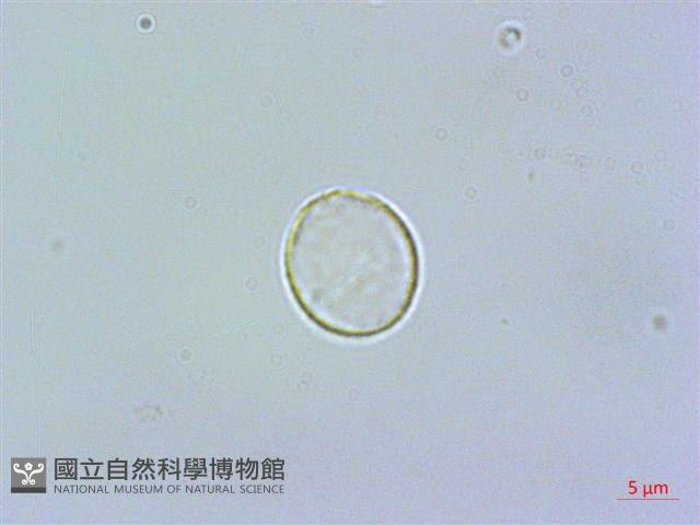 登錄號:S062164藏品圖，第1張