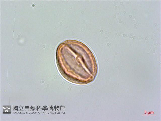 小連翹藏品圖，第1張