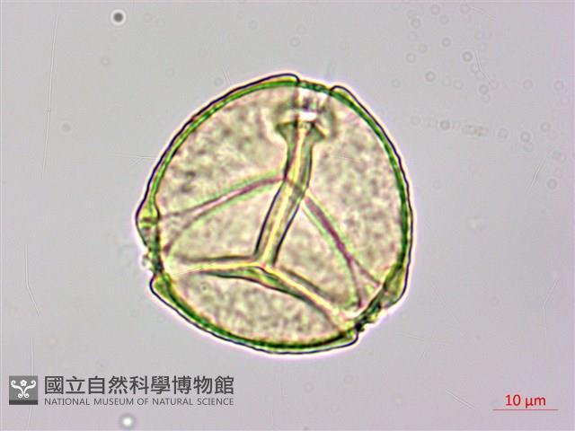 長果月橘藏品圖，第1張