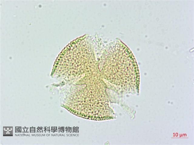 木荷藏品圖，第1張