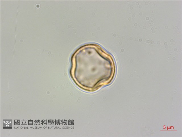 春不老藏品圖，第1張
