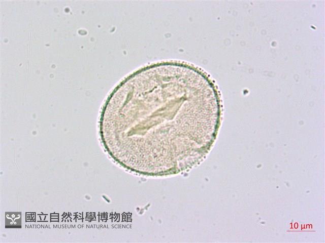 臺灣八角金盤藏品圖，第2張