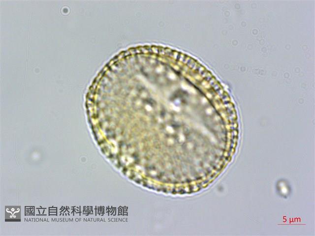 卵葉鱗球花藏品圖，第2張