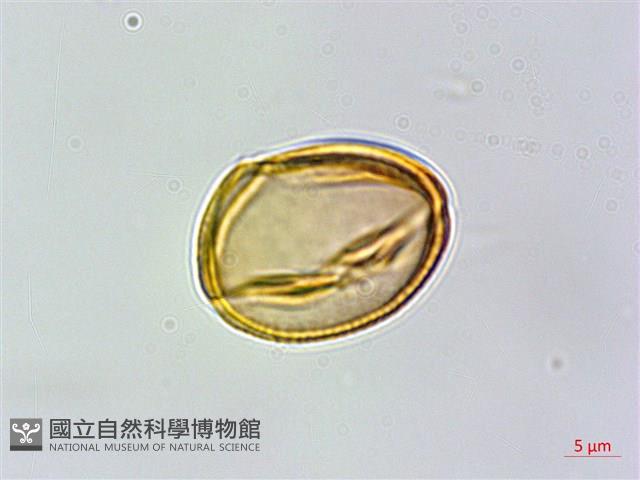 玉山金絲桃藏品圖，第2張