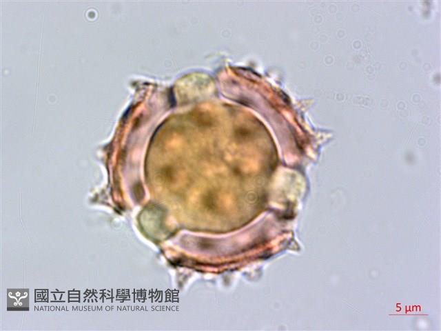 生毛將軍藏品圖，第2張