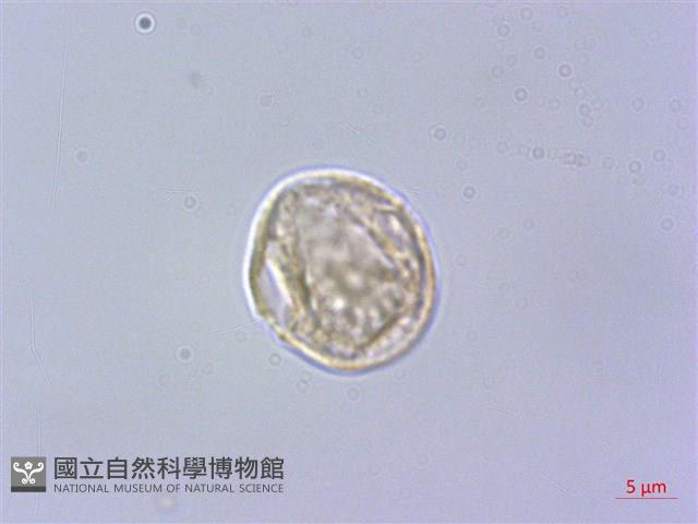 水絲麻藏品圖，第1張