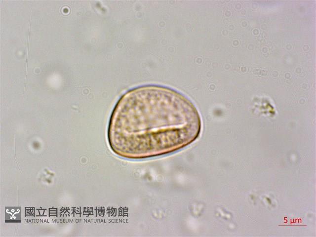 菲律賓扁葉芋、蘭嶼扁葉芋藏品圖，第1張