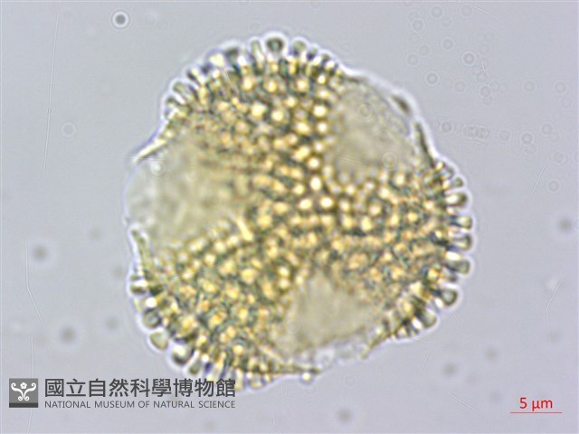 忍冬葉冬青藏品圖，第2張