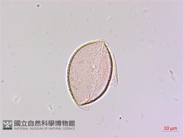 狹葉七葉一枝花、狹葉重樓藏品圖，第1張
