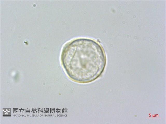 水絲麻藏品圖，第1張