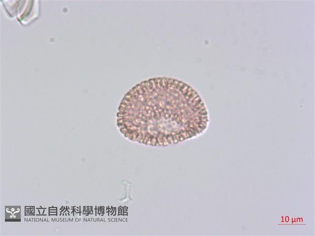 臺灣瑞香藏品圖，第1張