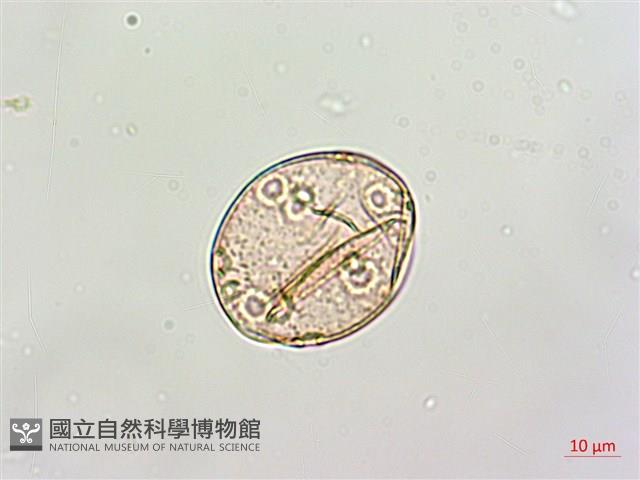 絡石藏品圖，第2張