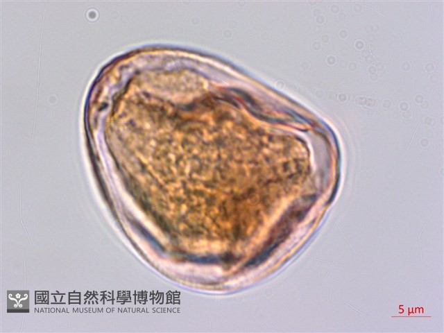 輪葉珍珠茅藏品圖，第1張