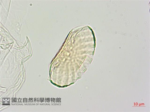 腎果小扁豆藏品圖，第1張