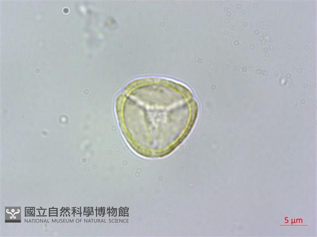 密脈赤楠藏品圖，第1張
