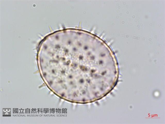 Formosan Sugarpalm, Dwarf Sugar Palm Collection Image, Figure 2, Total 4 Figures