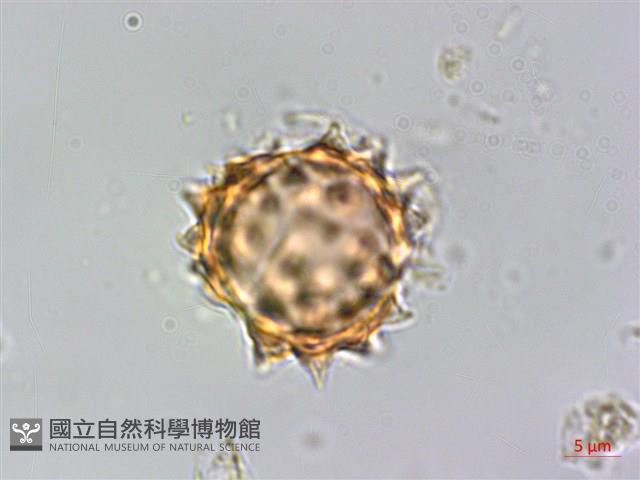 翼莖闊苞菊藏品圖，第2張