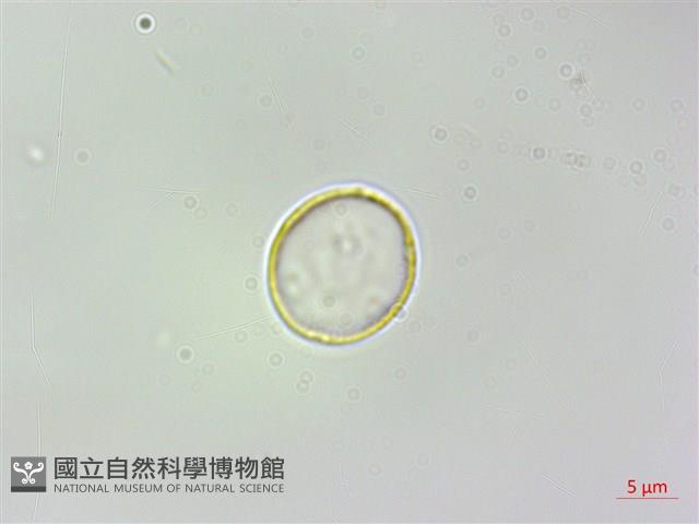 火燄桑葉麻藏品圖，第1張