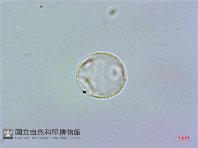 糙葉赤車使者藏品圖，第1張