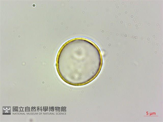 咬人狗藏品圖，第1張