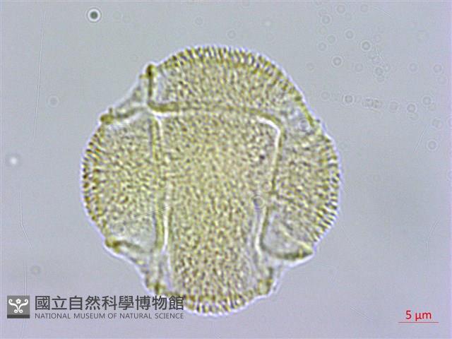 登錄號:S109584藏品圖，第1張