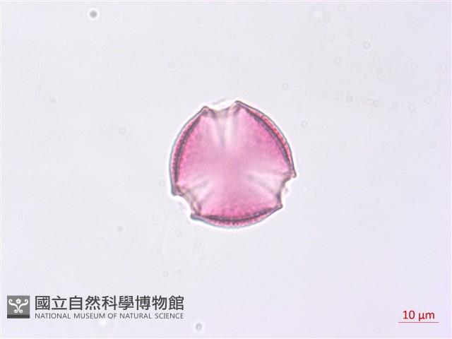 野鴉椿藏品圖，第2張