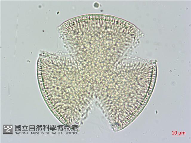 菜欒藤藏品圖，第2張