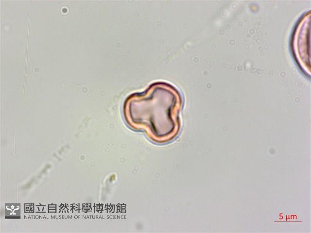 蘭嶼山柑藏品圖，第2張