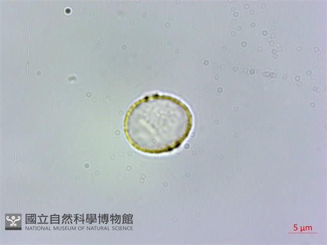 冷清草藏品圖，第1張