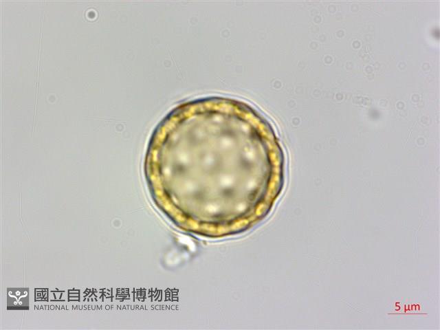 裸花鹼蓬藏品圖，第2張