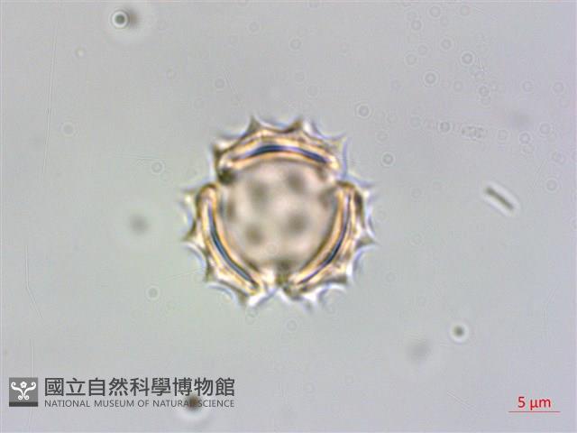 銀膠菊藏品圖，第2張