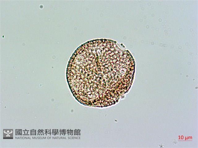 玉山石竹藏品圖，第1張