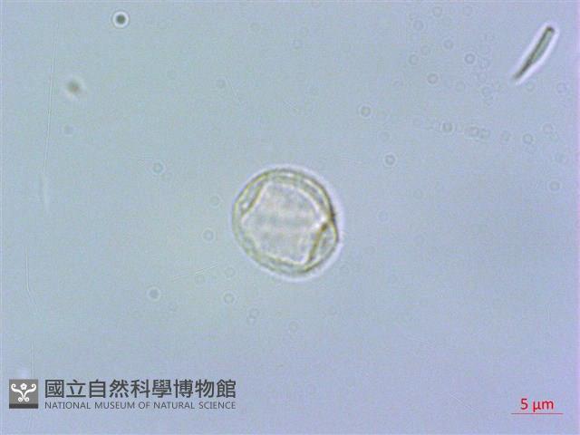短角冷水麻藏品圖，第1張