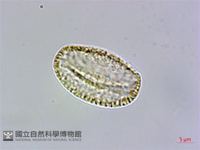 玉山筷子芥藏品圖，第1張