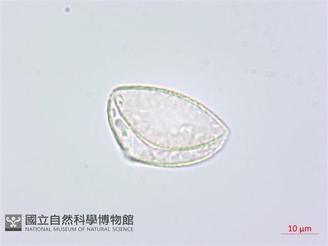 闊葉麥門冬藏品圖，第1張