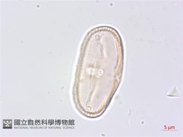 水芹菜藏品圖，第1張