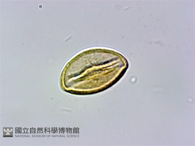 刺莓藏品圖，第1張