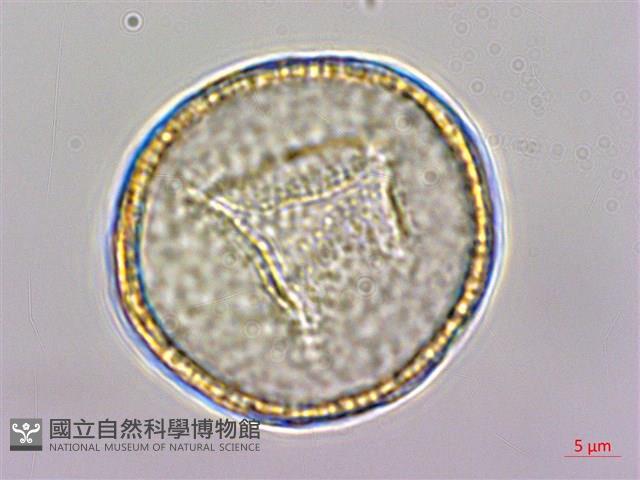 水辣菜、禺毛茛藏品圖，第1張
